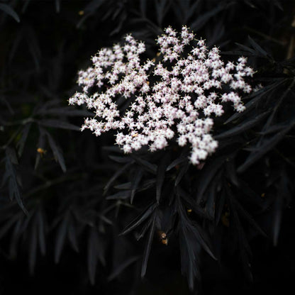 Other Shrubs Purpurfläder - Set Om 2 - Sambucus Nigra 'Black Lace' - Höjd 25-40Cm - ⌀17Cm