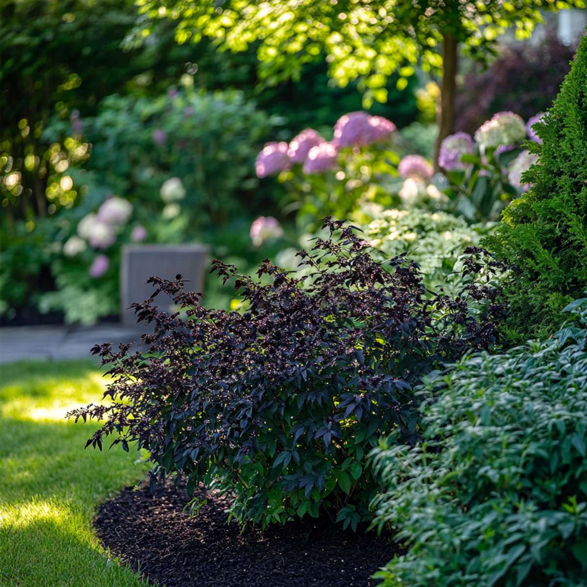 Other Shrubs Purpurfläder - Set Om 2 - Sambucus Nigra 'Black Lace' - Höjd 25-40Cm - ⌀17Cm