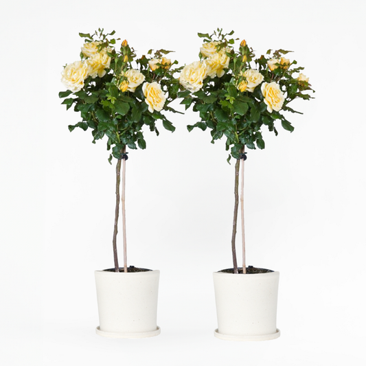 Florastore Ros På Stam - Set Om 2 - Rosa Palace ‘Mysore’ - Höjd 80-100Cm - ⌀19Cm