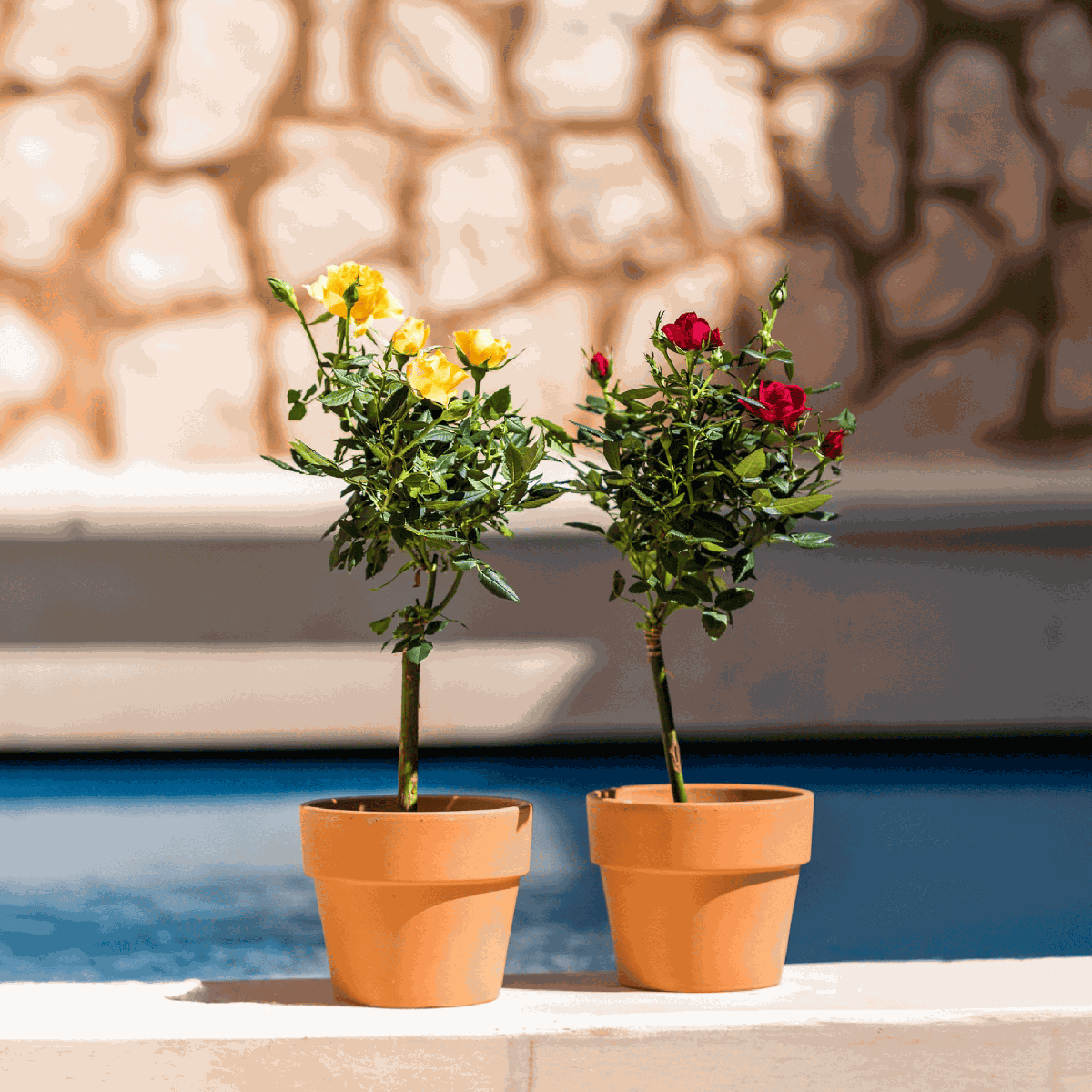 Roses Ros På Stam - Set Om 2 - Rosa Palace ‘Mysore’ - Höjd 80-100Cm - ⌀19Cm