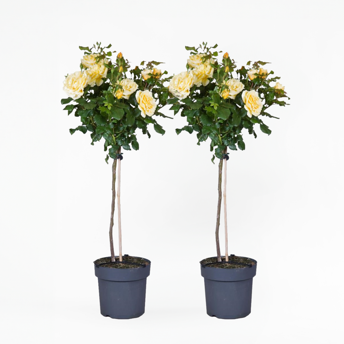 Roses Ros På Stam - Set Om 2 - Rosa Palace ‘Mysore’ - Höjd 80-100Cm - ⌀19Cm