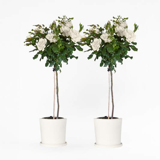 Florastore Ros På Stam - Set Om 2 - Rosa Palace ‘Kailani' - Höjd 80-100Cm - ⌀19Cm