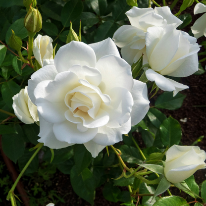 Roses Ros På Stam - Set Om 2 - Rosa Palace ‘Kailani' - Höjd 80-100Cm - ⌀19Cm