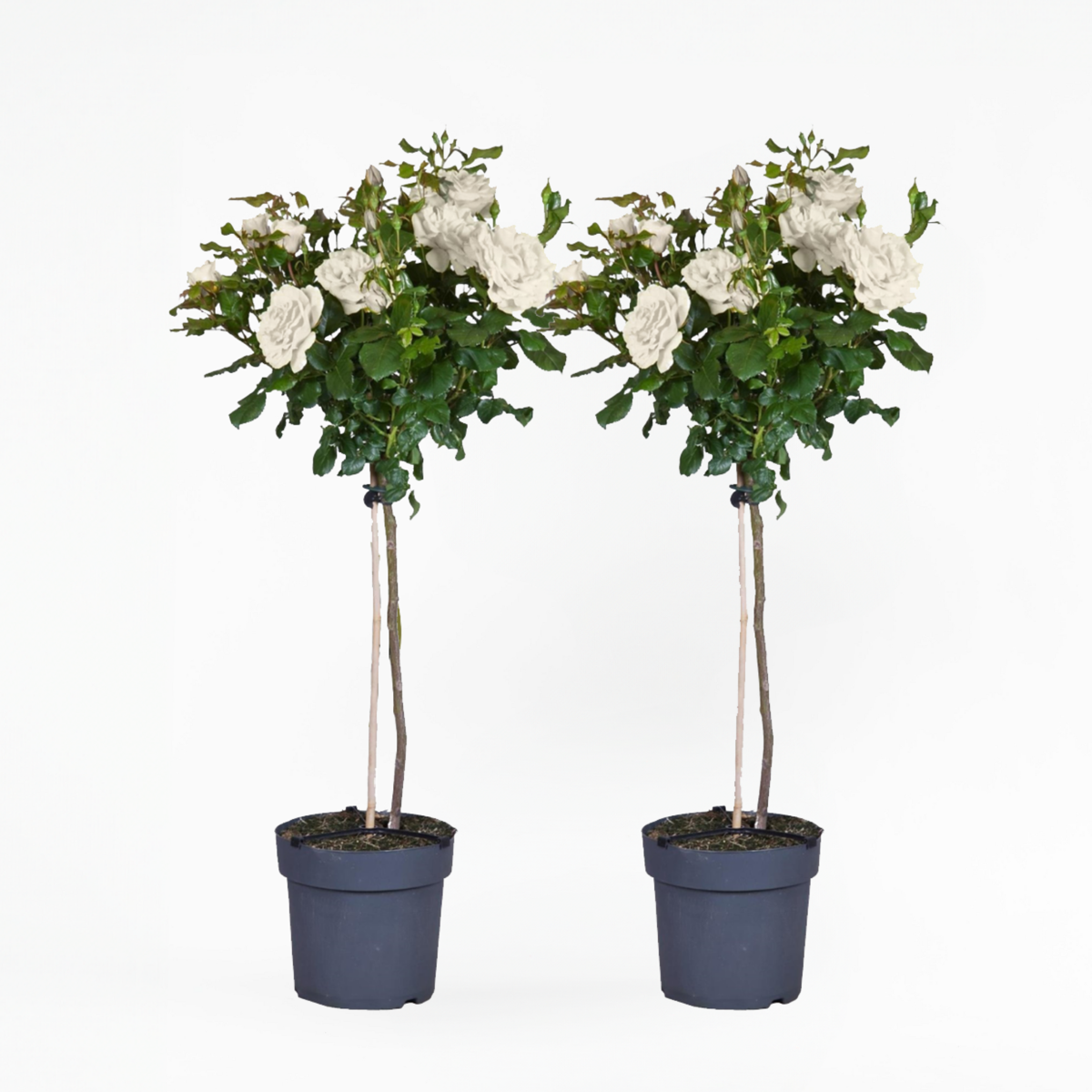 Roses Ros På Stam - Set Om 2 - Rosa Palace ‘Kailani' - Höjd 80-100Cm - ⌀19Cm