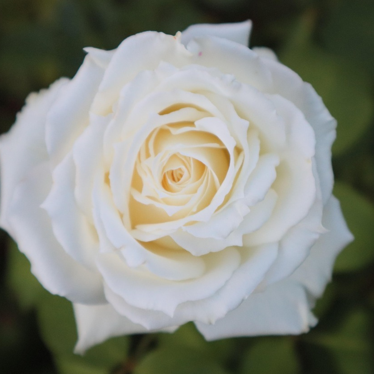 Roses Ros På Stam - Set Om 2 - Rosa Palace ‘Kailani' - Höjd 80-100Cm - ⌀19Cm