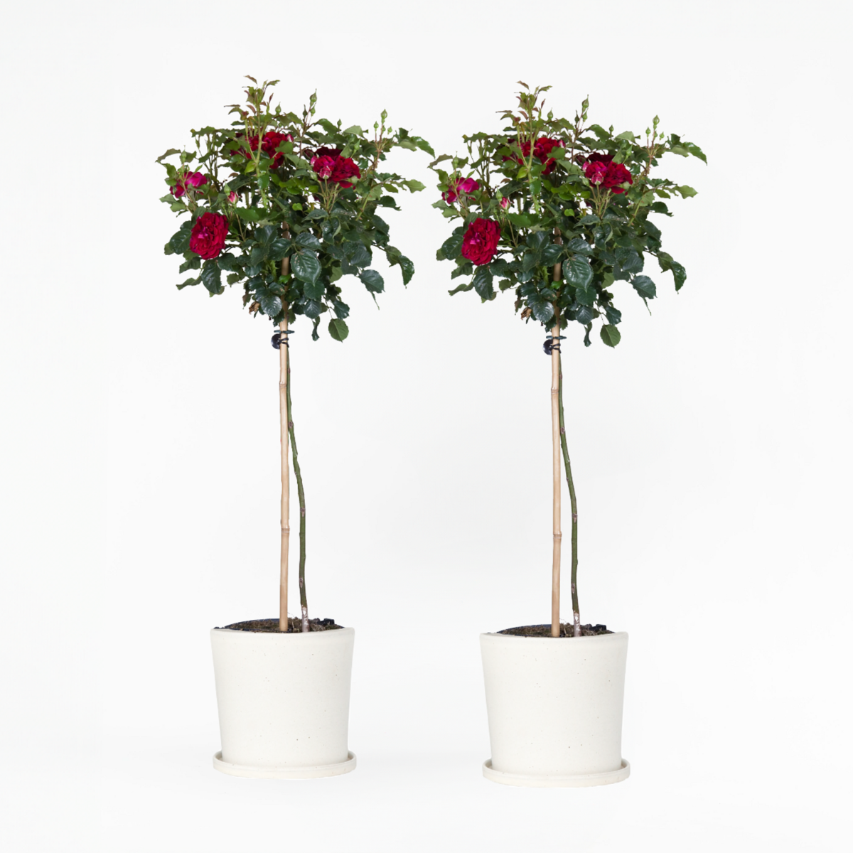 Florastore Ros På Stam - Set Om 2 - Rosa Palace ‘Pride' - Höjd 80-100Cm - ⌀19Cm