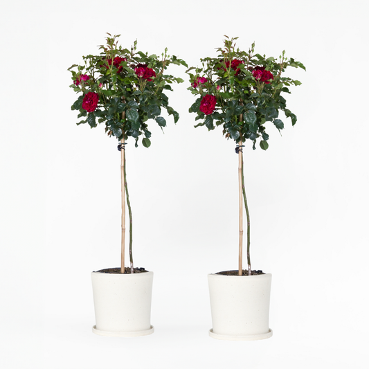 Florastore Ros På Stam - Set Om 2 - Rosa Palace ‘Pride' - Höjd 80-100Cm - ⌀19Cm