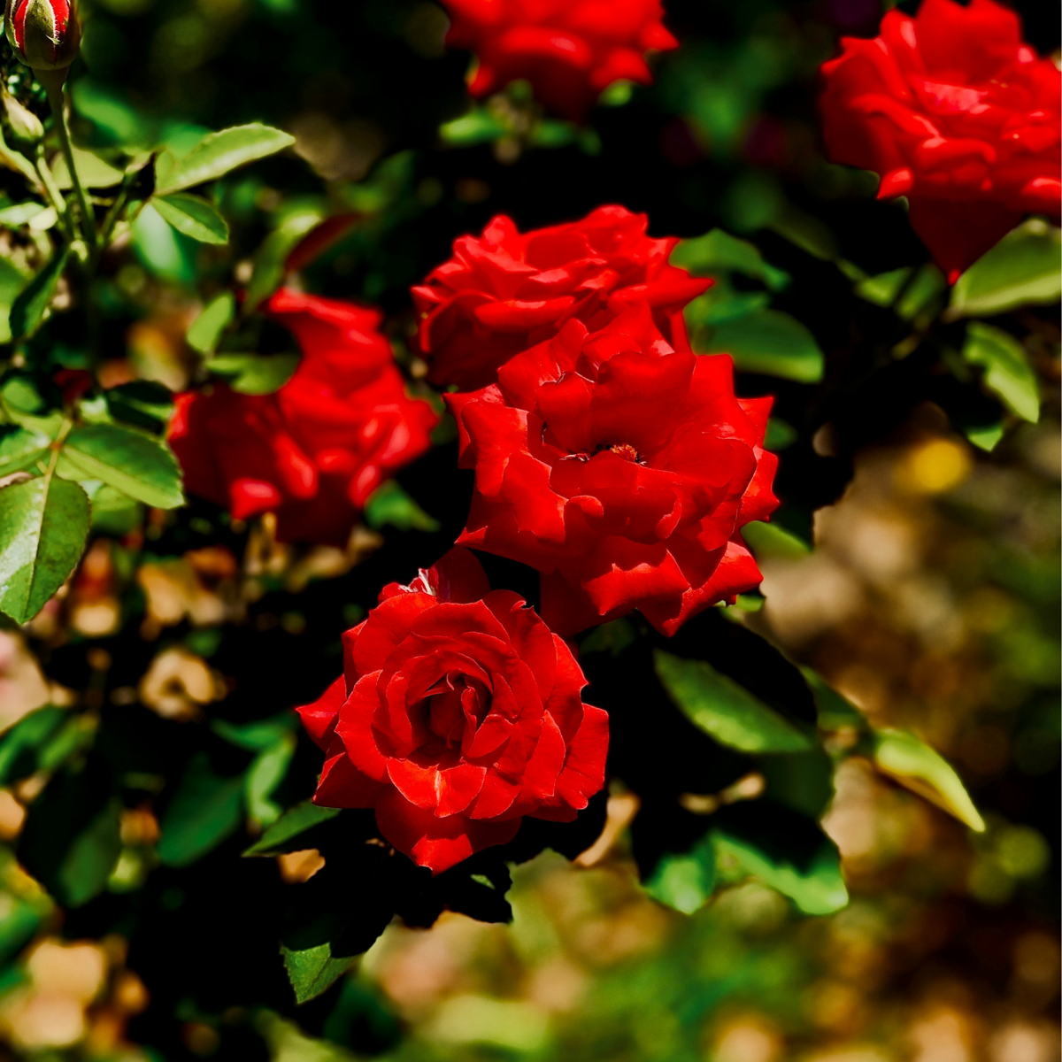 Roses Ros På Stam - Set Om 2 - Rosa Palace ‘Pride' - Höjd 80-100Cm - ⌀19Cm