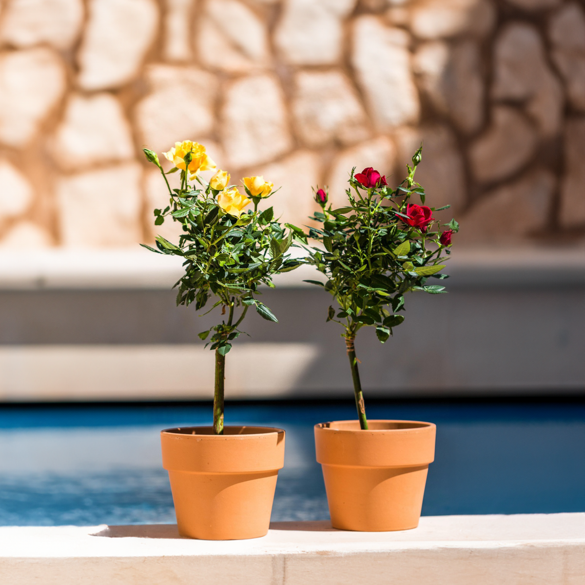 Roses Ros På Stam - Set Om 2 - Rosa Palace ‘Pride' - Höjd 80-100Cm - ⌀19Cm