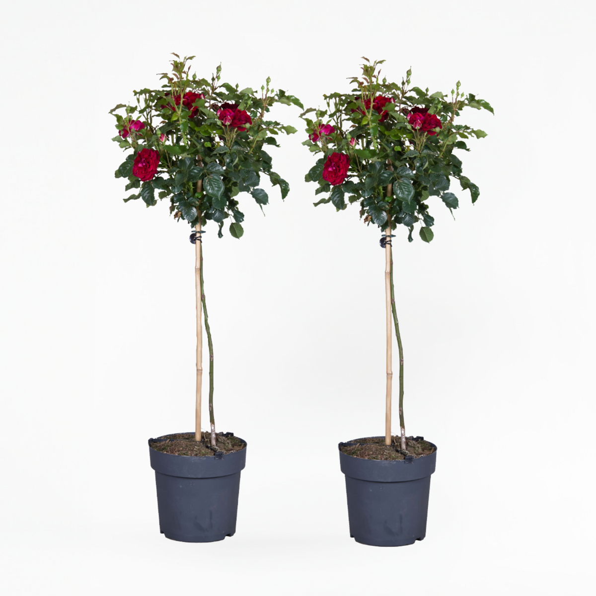 Roses Ros På Stam - Set Om 2 - Rosa Palace ‘Pride' - Höjd 80-100Cm - ⌀19Cm