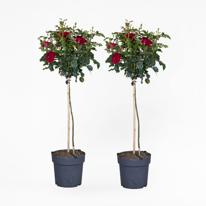 Roses Ros På Stam - Set Om 2 - Rosa Palace ‘Pride' - Höjd 80-100Cm - ⌀19Cm