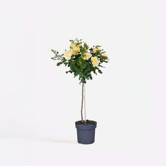 Florastore Ros På Stam - Rosa Palace ‘Mysore’ - Höjd 80-100Cm - ⌀19Cm