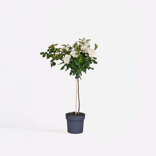 Roses Ros På Stam - Rosa Palace ‘Kailani' - Höjd 80-100Cm - ⌀19Cm