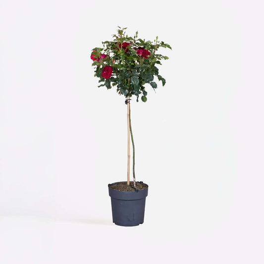 Roses Ros På Stam - Rosa Palace ‘Pride' - Höjd 80-100Cm - ⌀19Cm