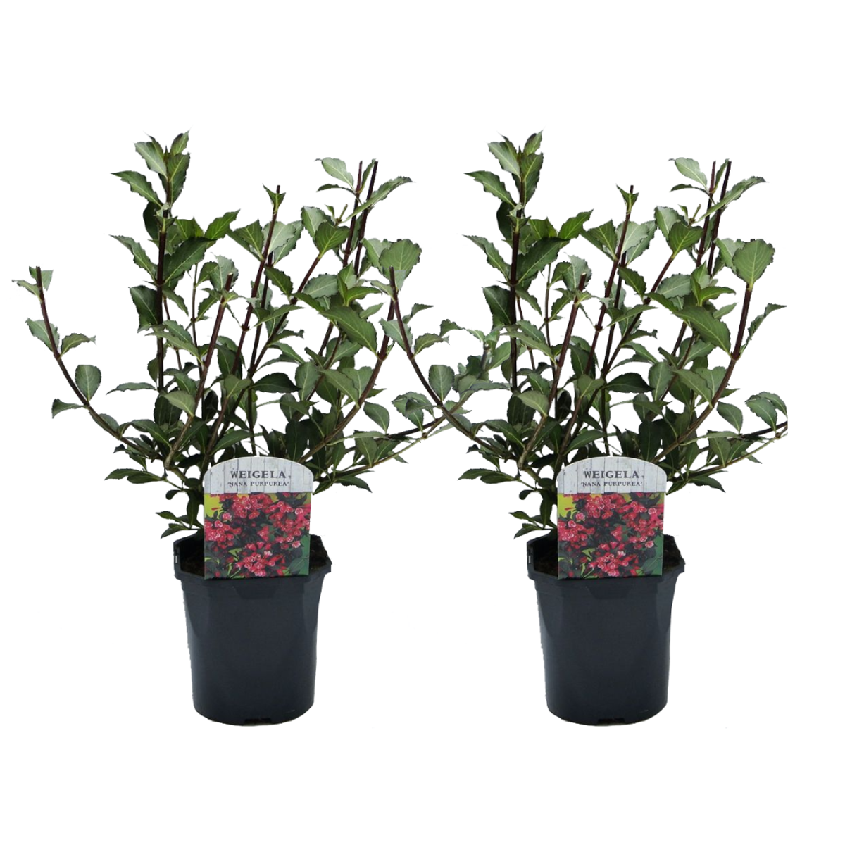 Florastore Prakttry - Set Om 2 - Weigela Florida 'Nana Purpurea' - Höjd 25-40Cm - ⌀17Cm