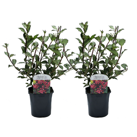 Florastore Prakttry - Set Om 2 - Weigela Florida 'Nana Purpurea' - Höjd 25-40Cm - ⌀17Cm