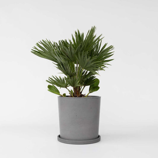 Florastore Europeiska Dvärgpalm - Chamaerops 'Vulcano' - Höjd 45-55Cm - ⌀24Cm