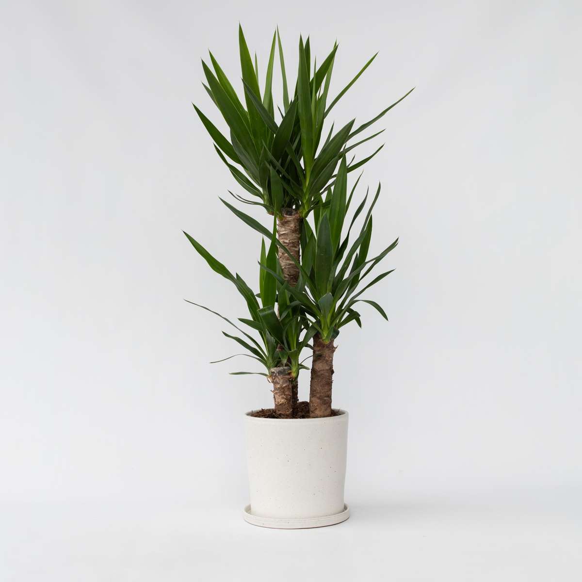 Florastore Jättepalmlilja - Yucca Elephantipes - Höjd 70-80Cm - ⌀21Cm