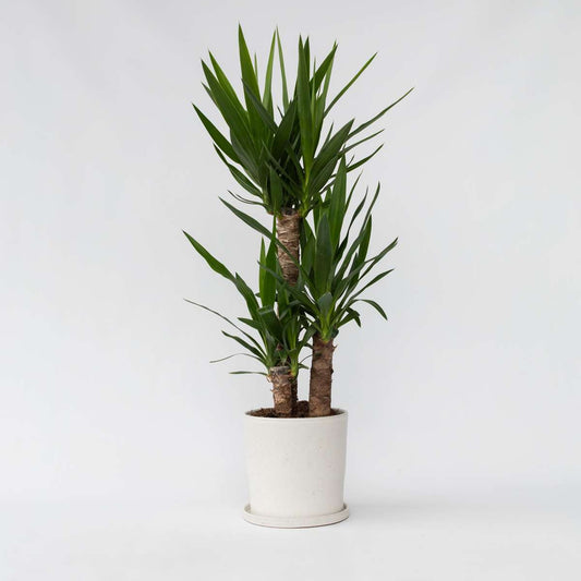 Florastore Jättepalmlilja - Yucca Elephantipes - Höjd 70-80Cm - ⌀21Cm