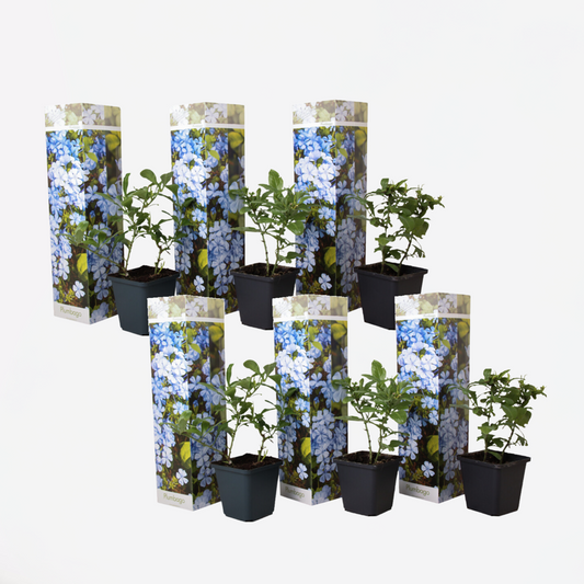 Florastore Blå Blyblomma - Set Om 6 - Plumbago Auriculata - Höjd 25-40Cm - ⌀9Cm