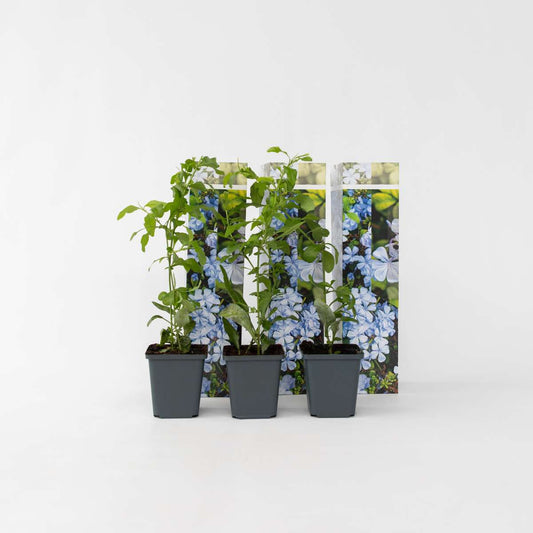 Florastore Blå Blyblomma - Set Om 3 - Plumbago Auriculata - Höjd 25-40Cm - ⌀9Cm