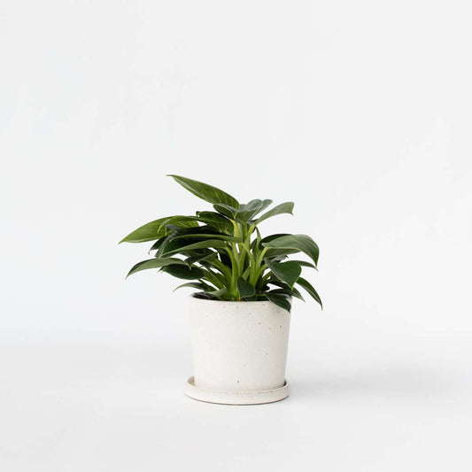 Florastore Filodendron - Philodendron 'White Wave' - Höjd 25-40Cm - ⌀12Cm