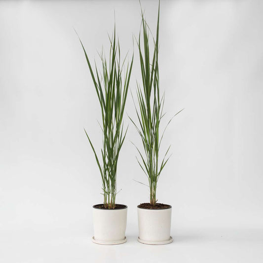 Florastore Jungfruhirs - Set Om 2 - Panicum Virgatum 'Northwind' - Höjd 40-60Cm - ⌀23Cm