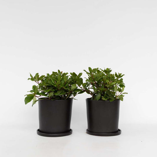 Florastore Snöbollsbuske - Set Om 4 - Viburnum Tinus - Höjd 25-40Cm - ⌀17Cm