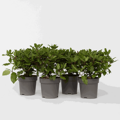 Other Shrubs Snöbollsbuske - Set Om 4 - Viburnum Tinus - Höjd 25-40Cm - ⌀17Cm