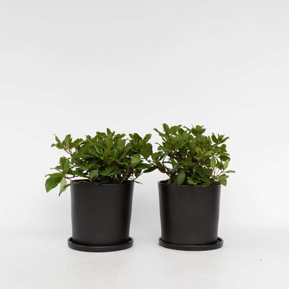 Other Shrubs Snöbollsbuske - Set Om 2 - Viburnum Tinus - Höjd 25-40Cm - ⌀17Cm