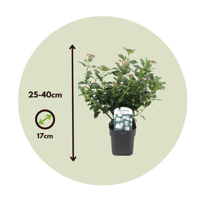 Other Shrubs Snöbollsbuske - Set Om 2 - Viburnum Tinus - Höjd 25-40Cm - ⌀17Cm