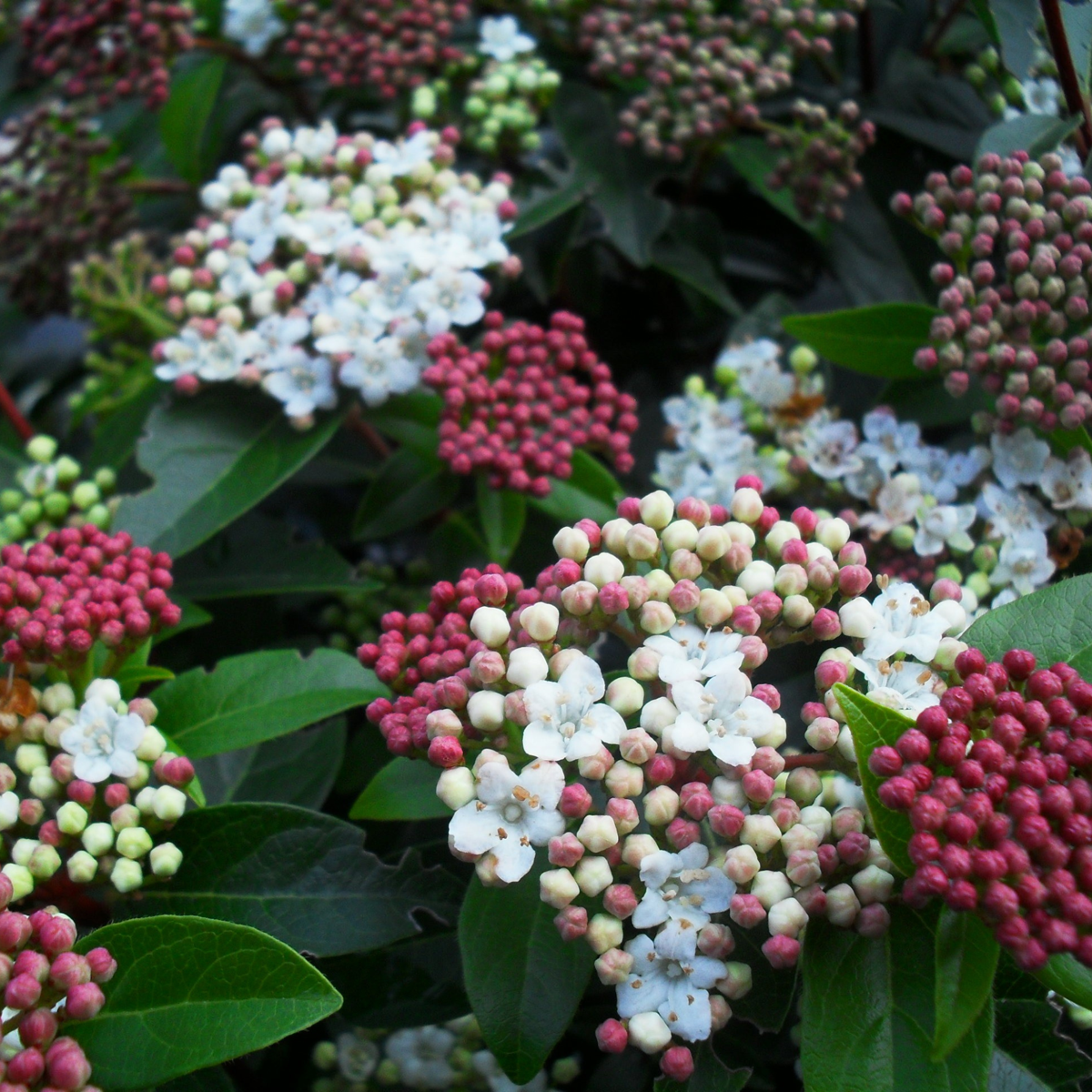 Other Shrubs Snöbollsbuske - Set Om 2 - Viburnum Tinus - Höjd 25-40Cm - ⌀17Cm