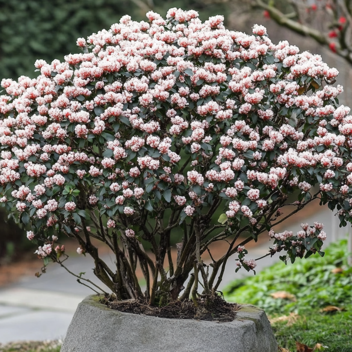 Other Shrubs Snöbollsbuske - Set Om 2 - Viburnum Tinus - Höjd 25-40Cm - ⌀17Cm