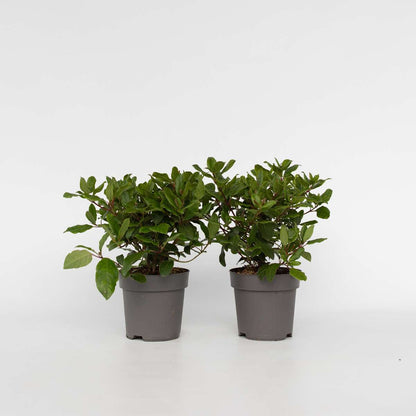 Other Shrubs Snöbollsbuske - Set Om 2 - Viburnum Tinus - Höjd 25-40Cm - ⌀17Cm