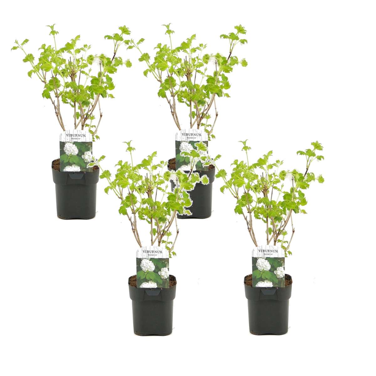 Florastore Snöbollsbuske - Set Om 4 - Viburnum Opulus 'Roseum' - Höjd 25-40Cm - ⌀17Cm