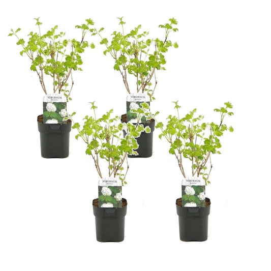 Florastore Snöbollsbuske - Set Om 4 - Viburnum Opulus 'Roseum' - Höjd 25-40Cm - ⌀17Cm