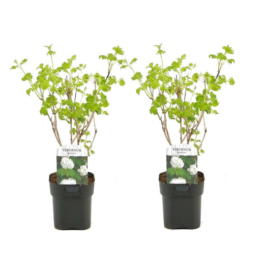 Florastore Snöbollsbuske - Set Om 2 - Viburnum Opulus 'Roseum' - Höjd 25-40Cm - ⌀17Cm