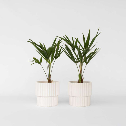 Florastore Väderkvarnspalm - Set Om 2 - Trachycarpus Fortunei - Höjd 35-45Cm - ⌀15Cm