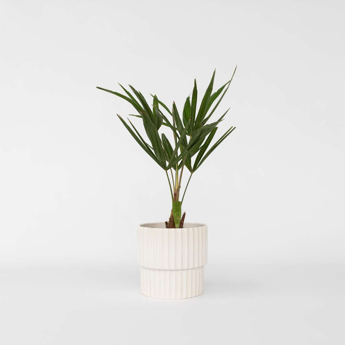 Florastore Väderkvarnspalm - Trachycarpus Fortunei - Höjd 35-45Cm - ⌀15Cm