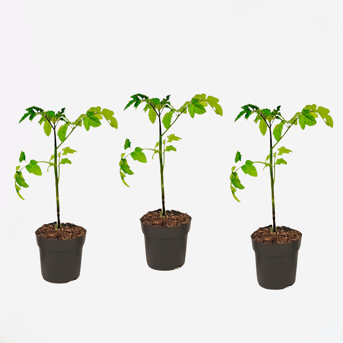 Florastore Tomatplanta - Set Om 3 - Lycopersicon Lycopersicum - Höjd 20-30Cm - ⌀10,5Cm