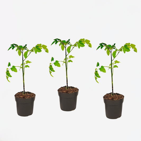 Florastore Tomatplanta - Set Om 3 - Lycopersicon Lycopersicum - Höjd 20-30Cm - ⌀10,5Cm