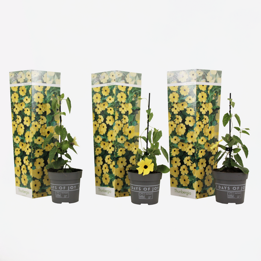 Florastore Svartöga - Set Om 3 - Thunbergia Alata 'Lemon Star' - Höjd 25-40Cm - ⌀9Cm