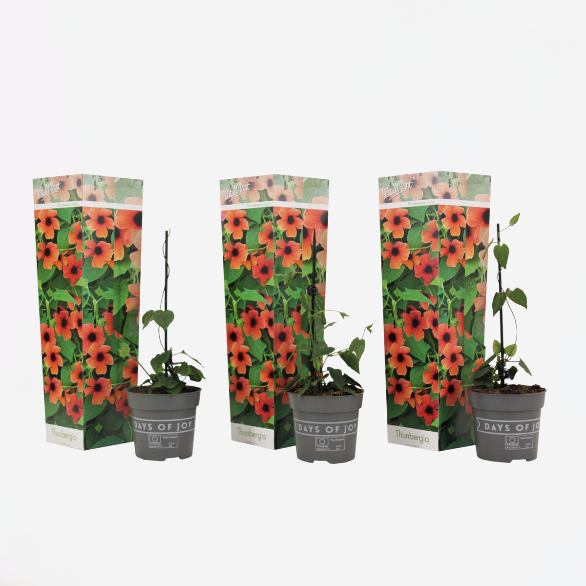 Florastore Svartöga - Set Om 3 - Thunbergia Alata 'Arizona Red' - Höjd 25-40Cm - ⌀9Cm