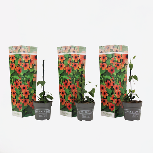 Florastore Svartöga - Set Om 3 - Thunbergia Alata 'Arizona Red' - Höjd 25-40Cm - ⌀9Cm