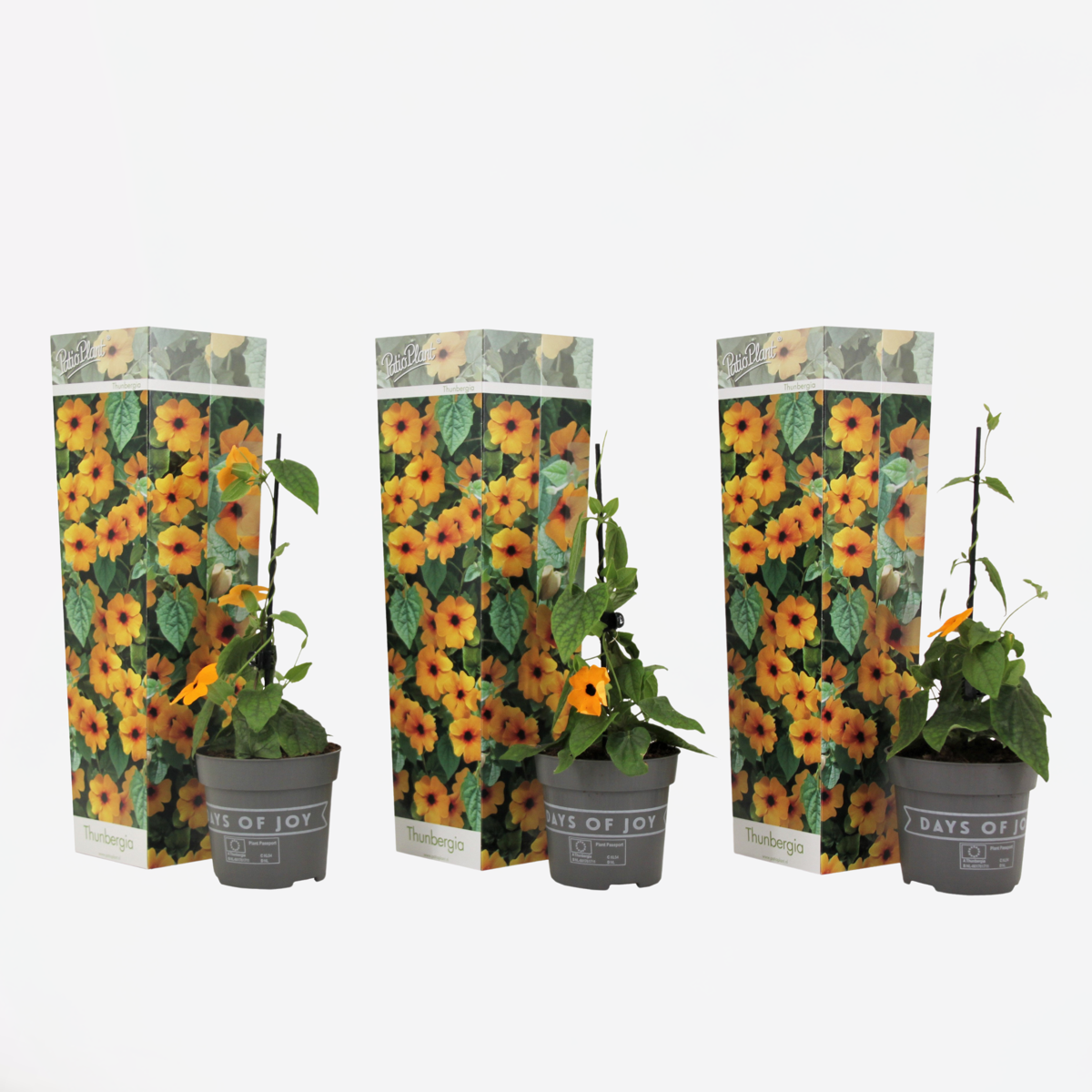 Florastore Svartöga - Set Om 3 - Thunbergia Alata 'New Orange' - Höjd 25-40Cm - ⌀9Cm