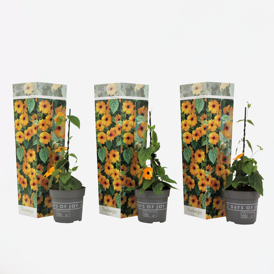 Florastore Svartöga - Set Om 3 - Thunbergia Alata 'New Orange' - Höjd 25-40Cm - ⌀9Cm