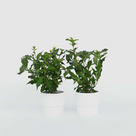 Florastore Prakttry - Set Om 4 - Weigela Florida 'Red Prince' - Höjd 25-40Cm - ⌀17Cm