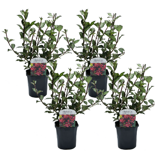 Florastore Prakttry - Set Om 4 - Weigela Florida 'Nana Purpurea' - Höjd 25-40Cm - ⌀17Cm