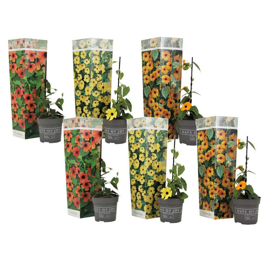 Florastore Svartöga - Set Om 6 - Thunbergia Alata - Höjd 25-40Cm - ⌀9Cm
