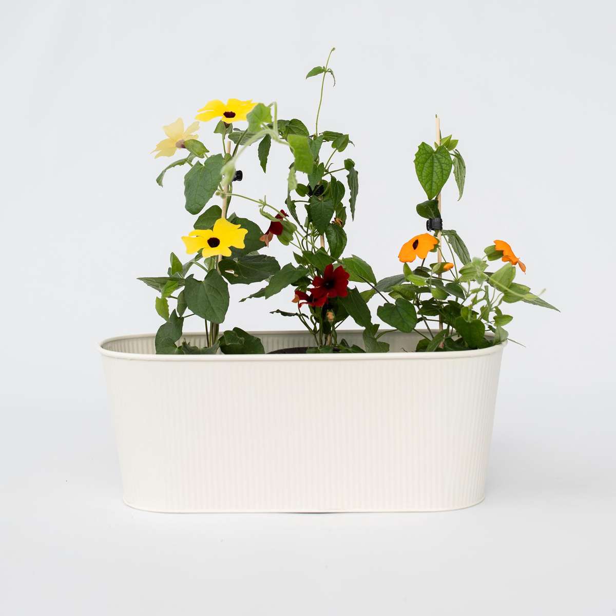 Florastore Svartöga - Set Om 3 - Thunbergia Alata - Höjd 25-40Cm - ⌀9Cm
